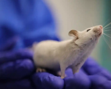 photo of a lab mouse